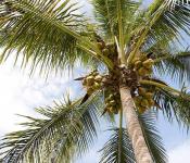 Польза кокоса в народной медицине